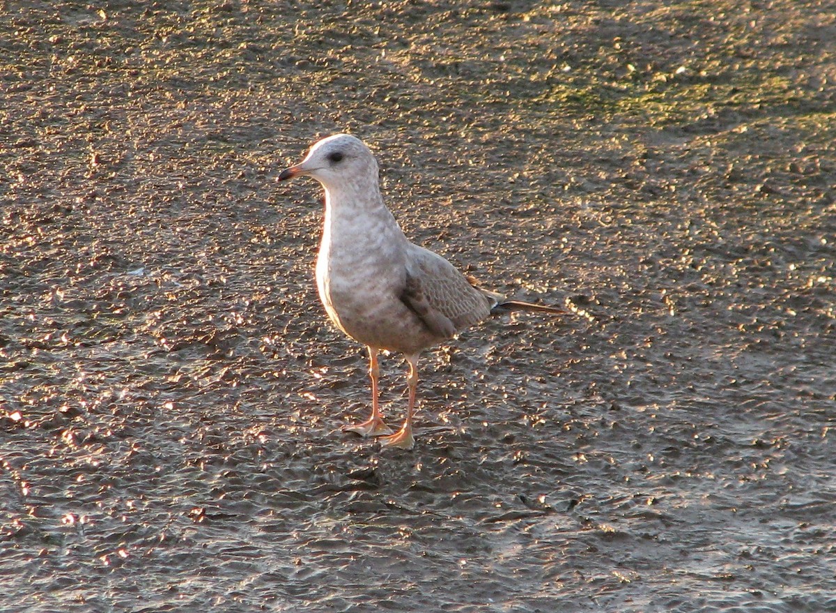 Short-billed Gull - ML128186041