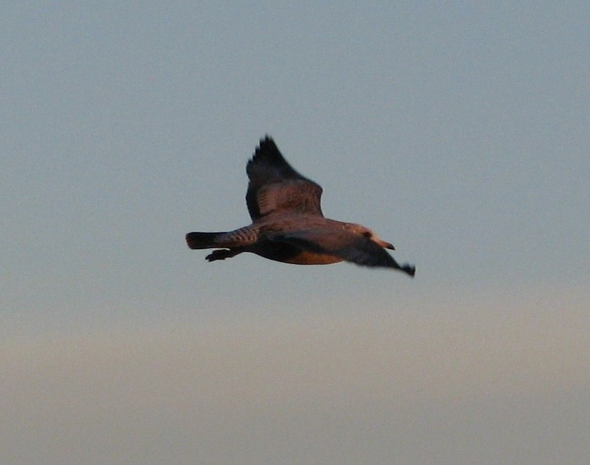Short-billed Gull - ML128186061