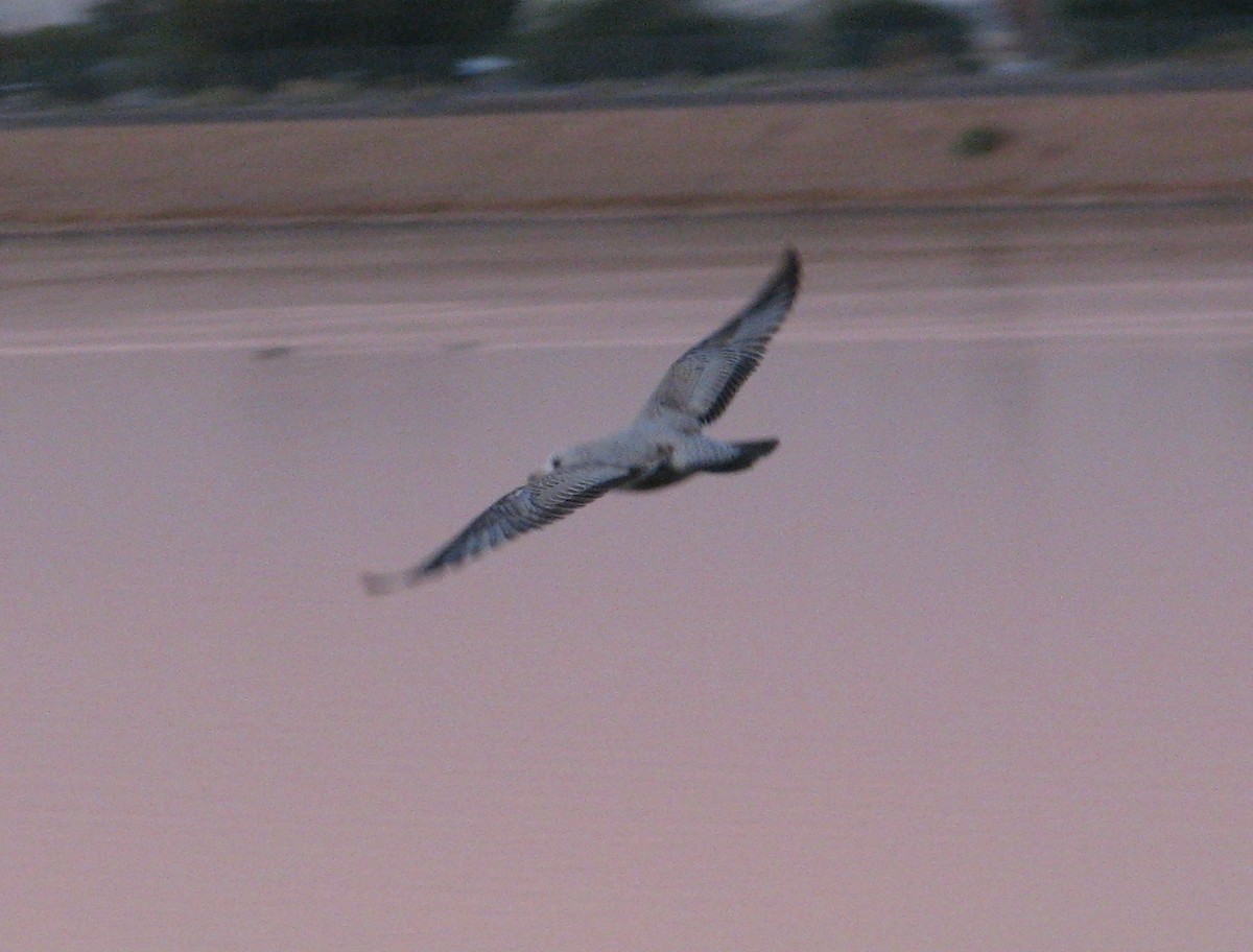 Short-billed Gull - ML128186071