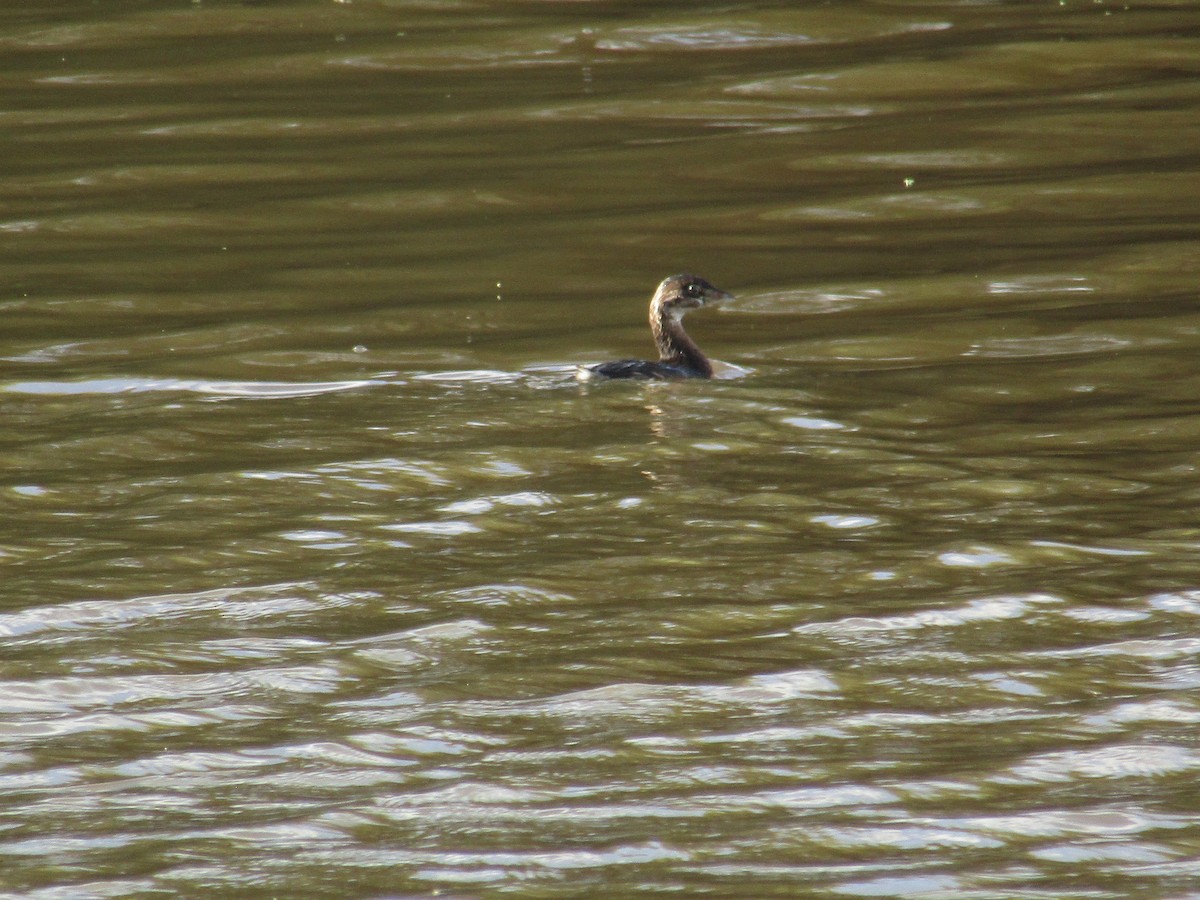 Pied-billed Grebe - ML128186091