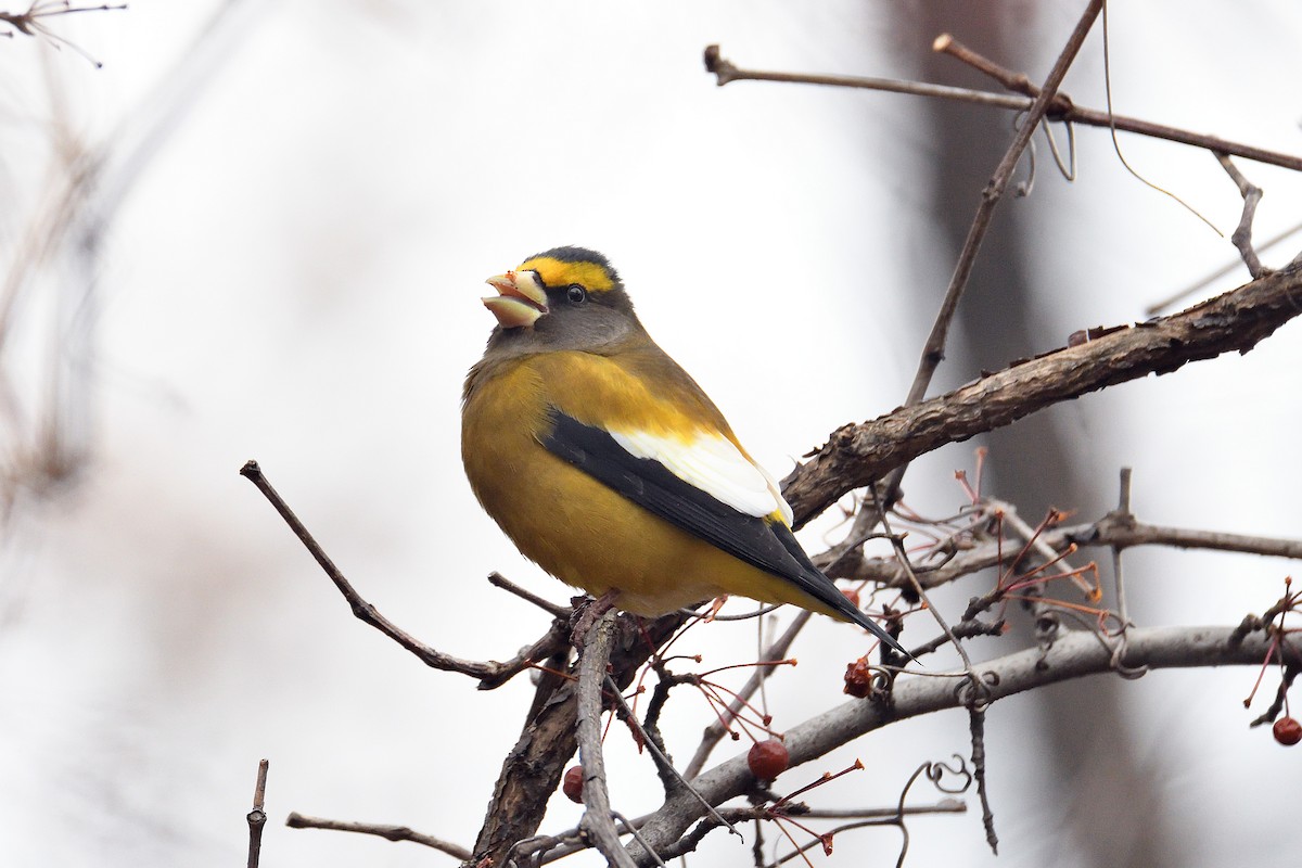 Evening Grosbeak - terence zahner