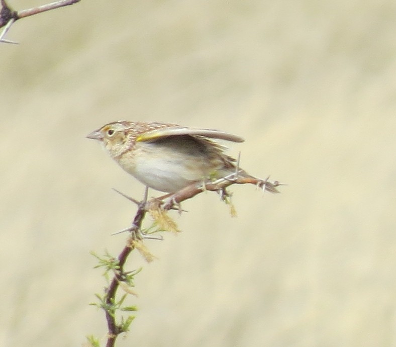 Chingolo Saltamontes - ML128191311