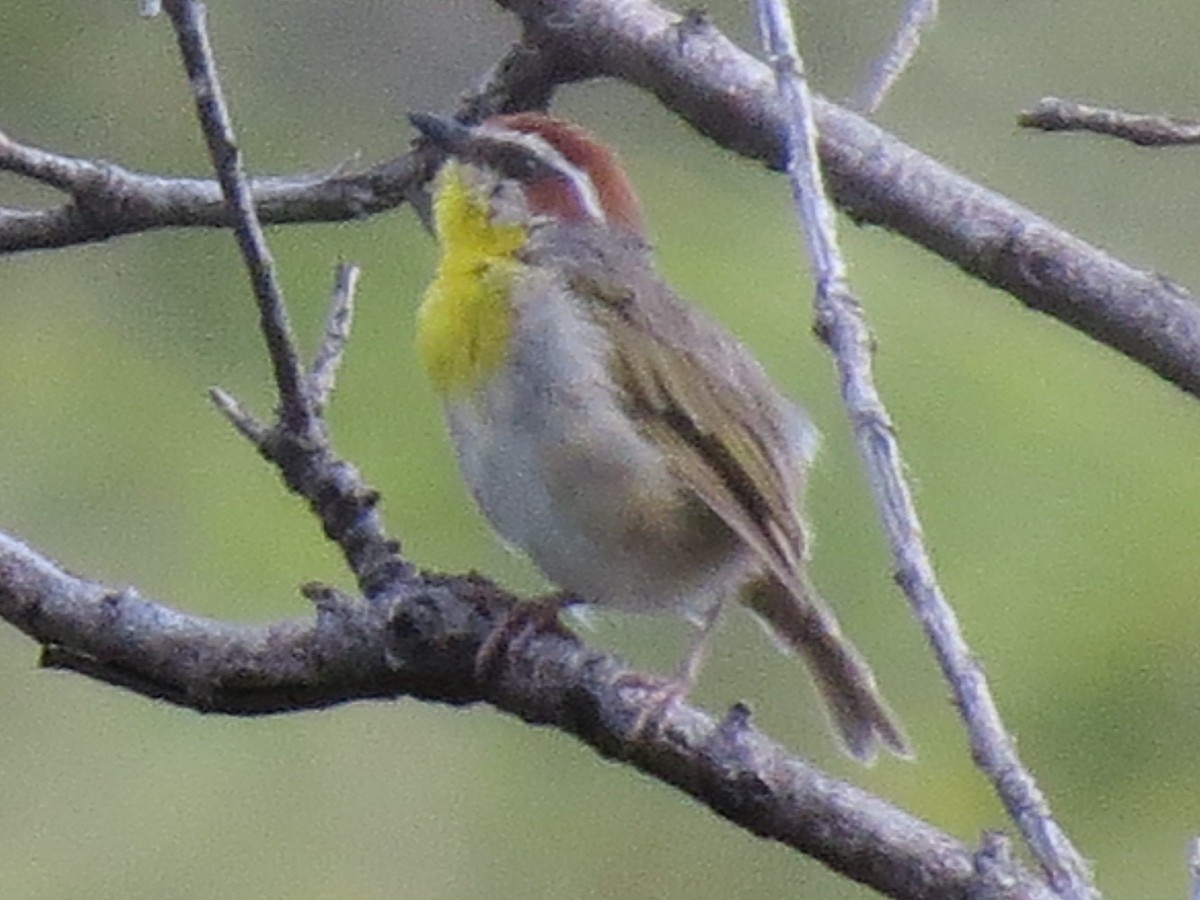 Rufous-capped Warbler - ML128192121