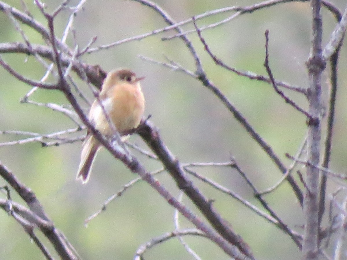 Buff-breasted Flycatcher - Kevin Keirn