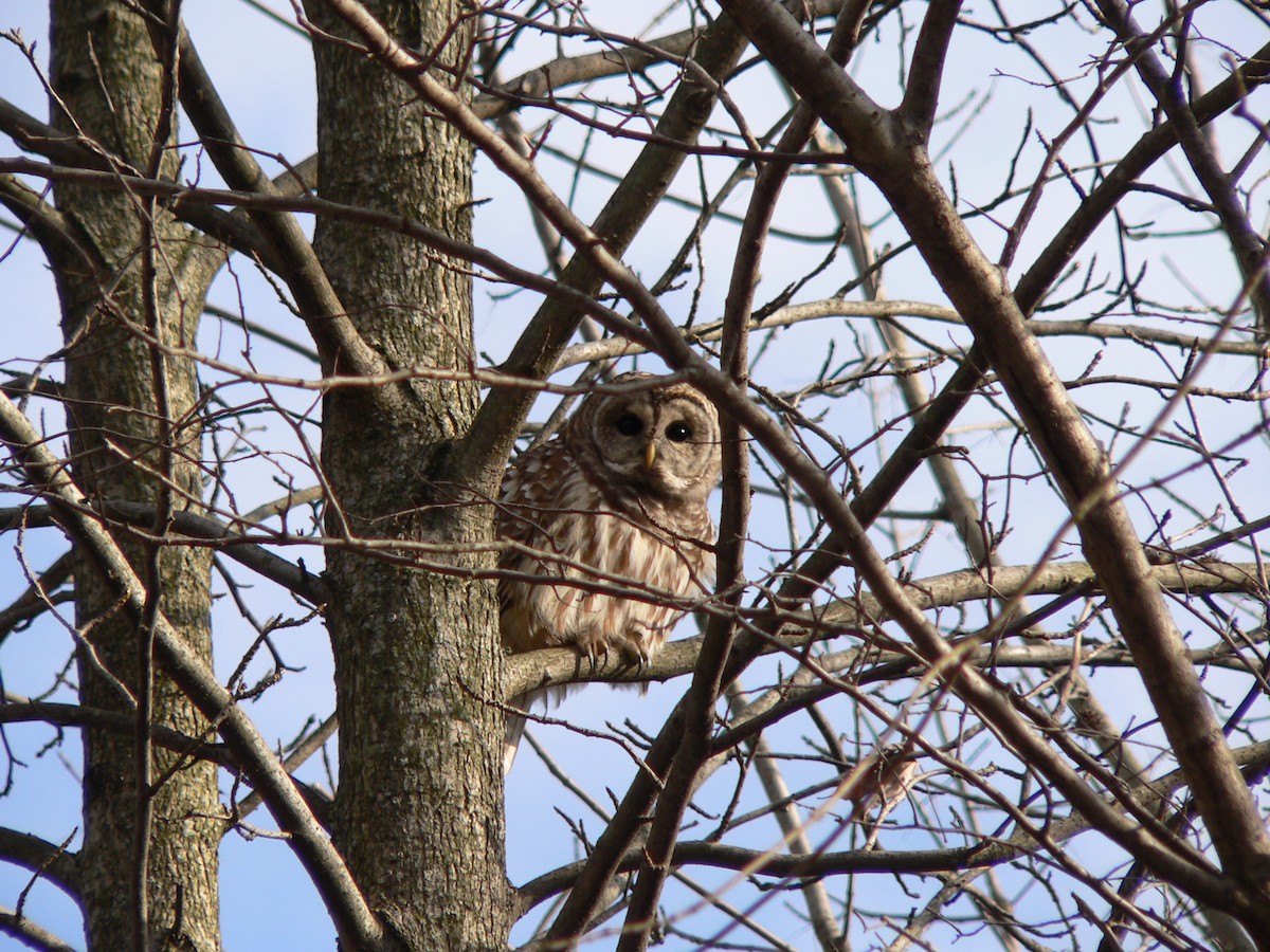 Barred Owl - Lenore Charnigo