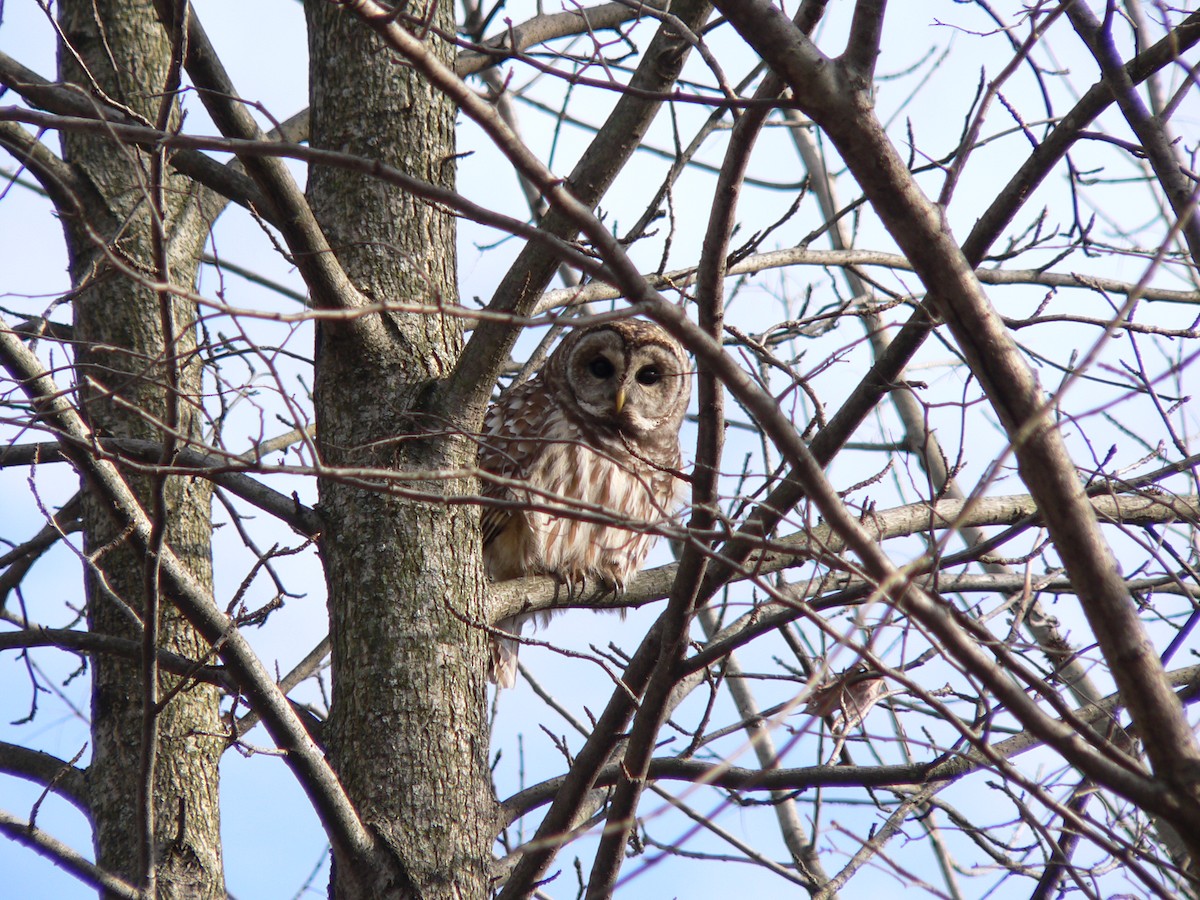 Barred Owl - ML128192601