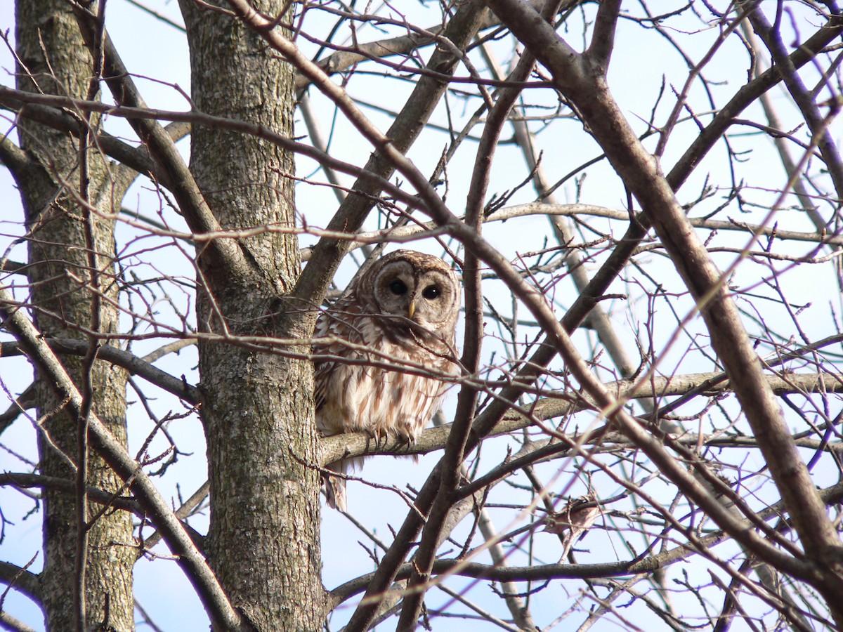 Barred Owl - ML128192691