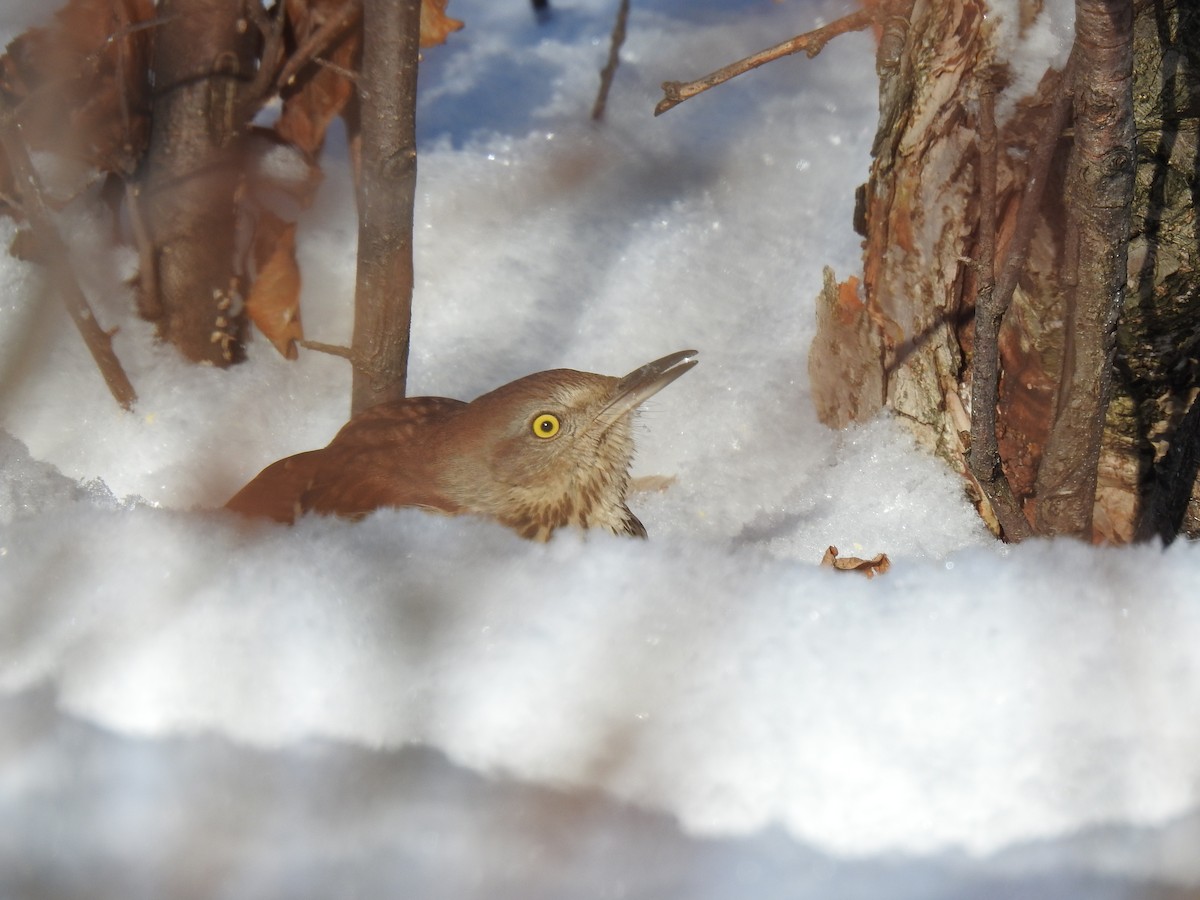 Brown Thrasher - ML128193191