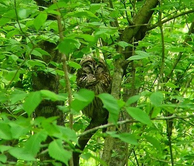 Barred Owl - Casey Nordell