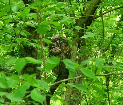 Barred Owl - ML128194931