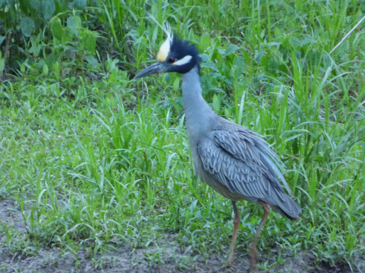 Yellow-crowned Night Heron - ML128195041