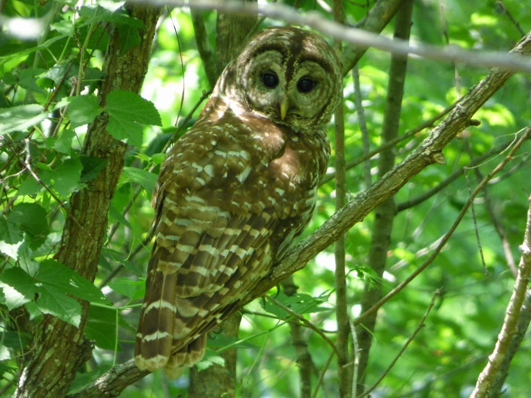 Barred Owl - ML128195051