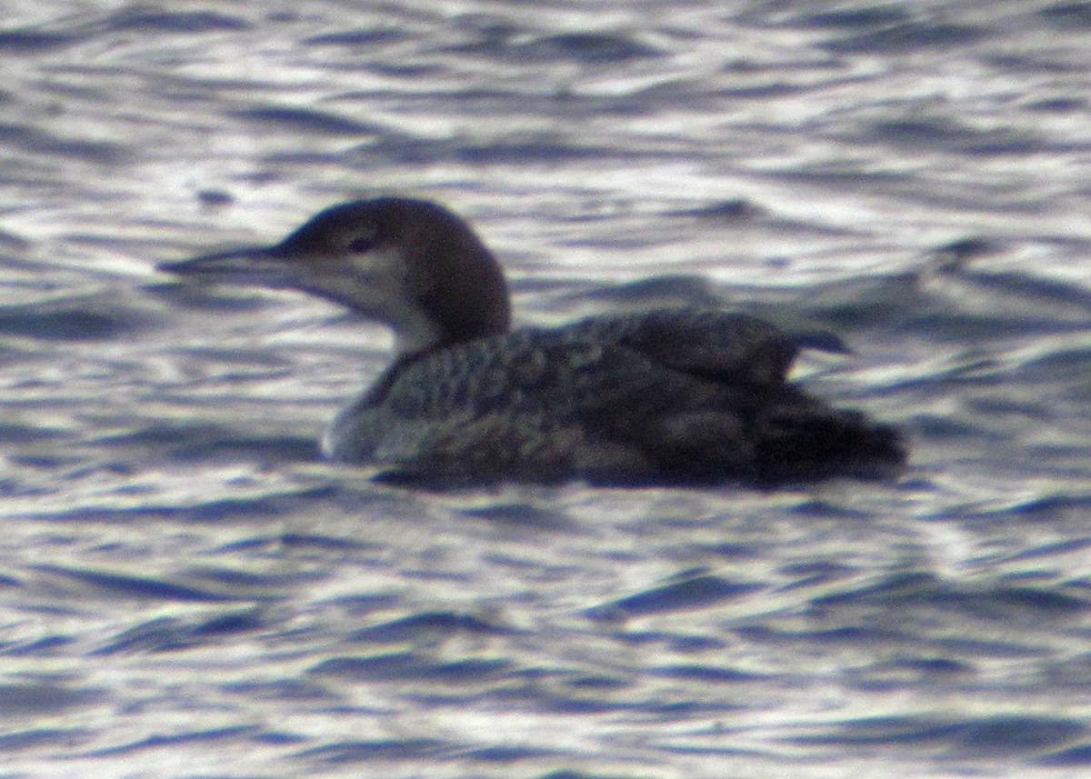 Common Loon - ML128196301