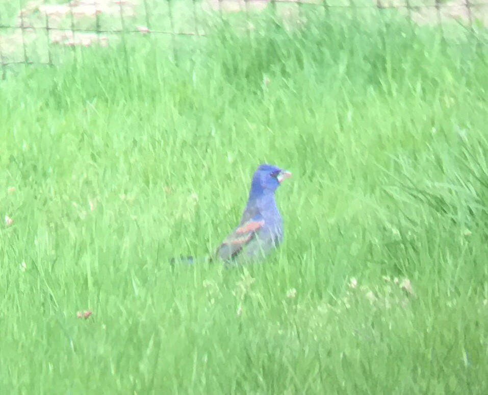 Blue Grosbeak - ML128196501