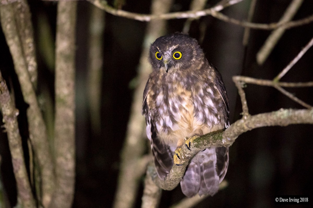 Morepork - ML128197371