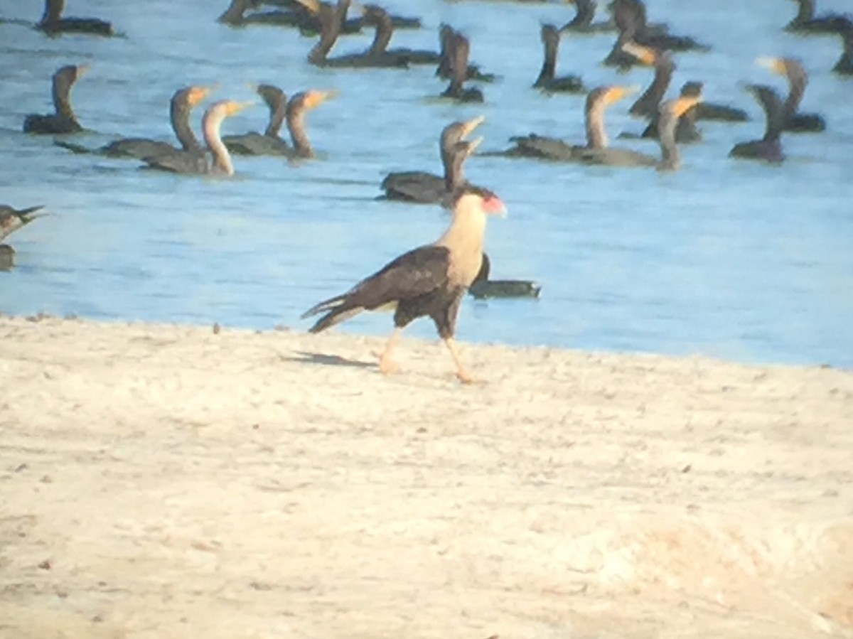 Crested Caracara (Northern) - ML128198111