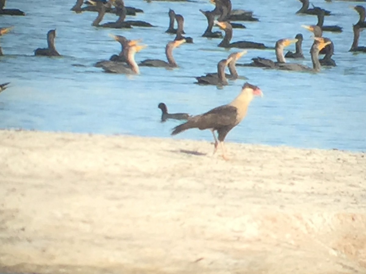 Crested Caracara (Northern) - ML128198131
