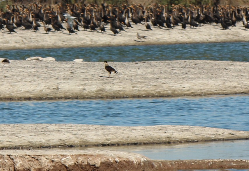 Crested Caracara (Northern) - ML128198141