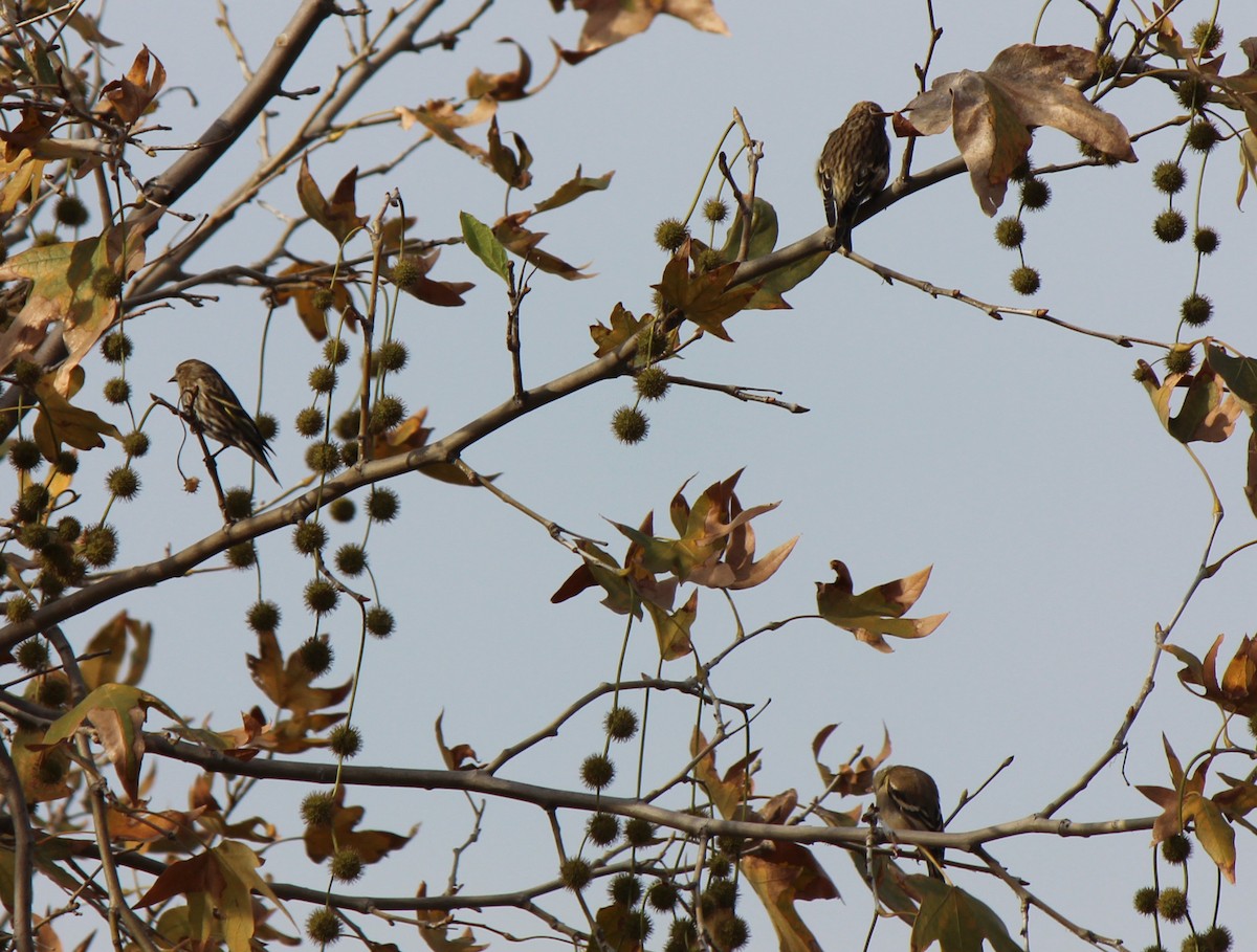 Pine Siskin - ML128198621