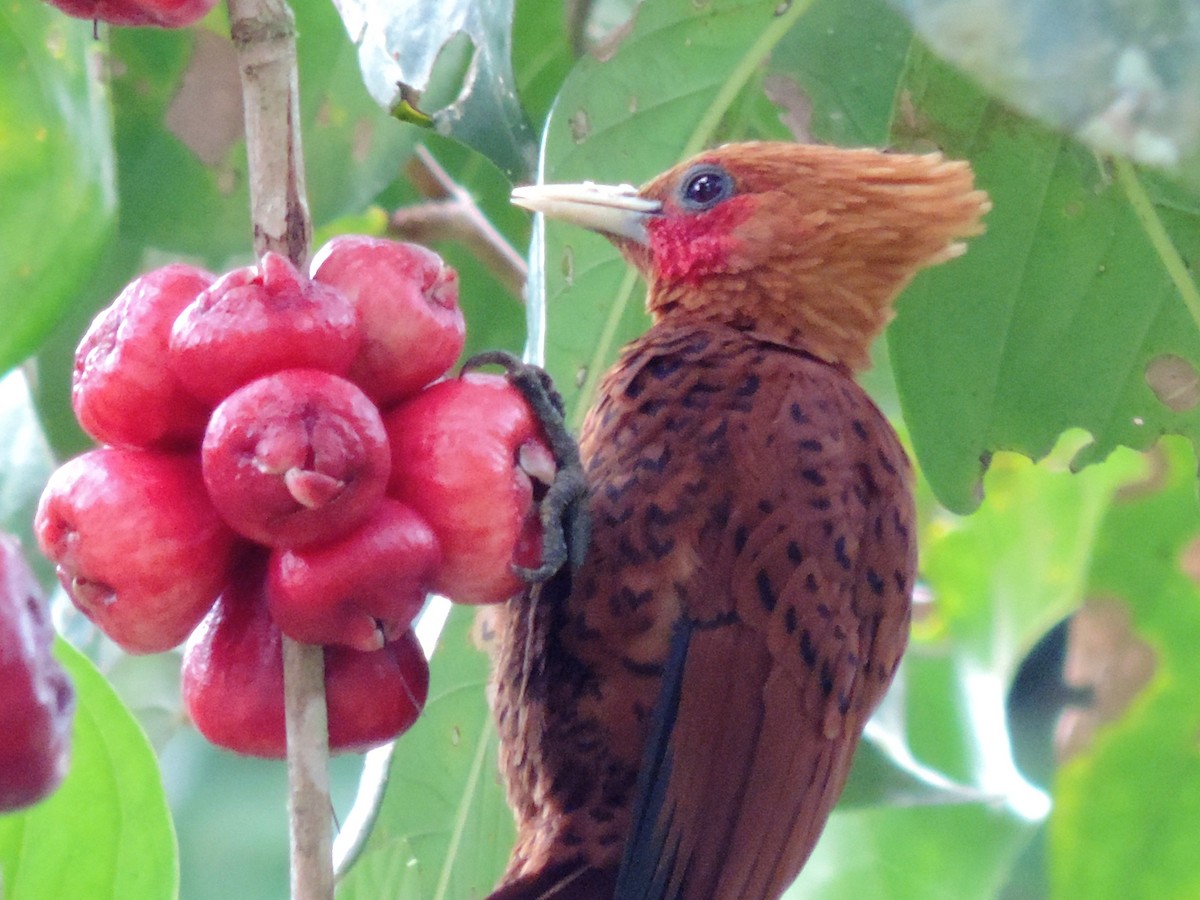 Chestnut-colored Woodpecker - ML128199991