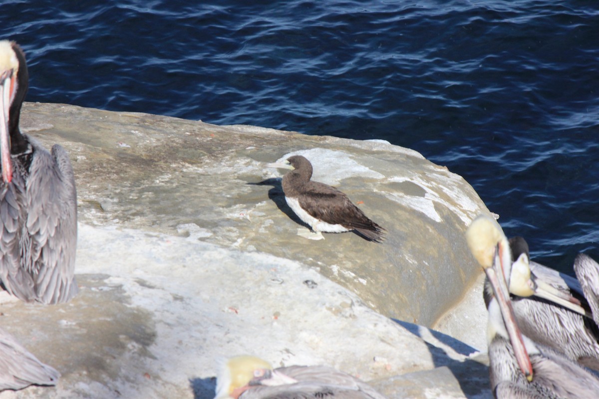 Brown Booby - ML128200881