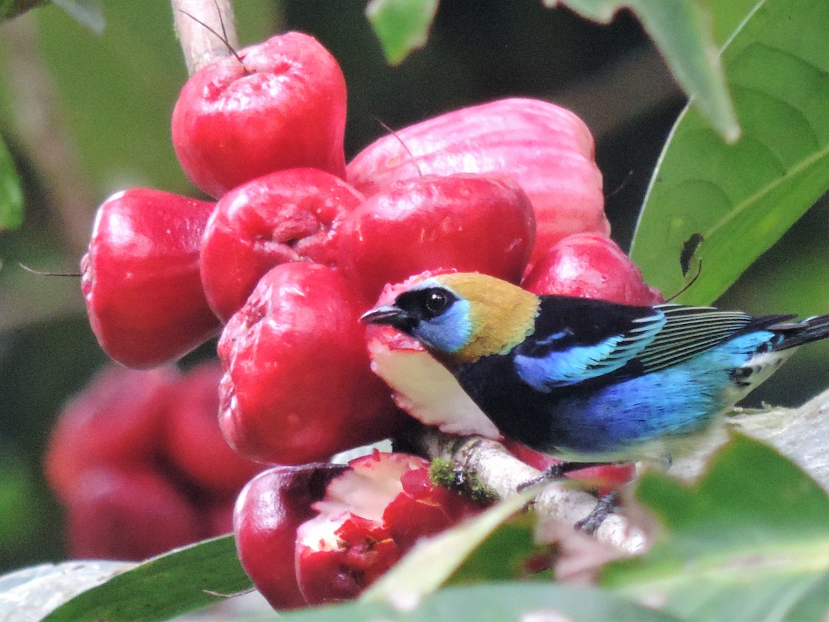 Golden-hooded Tanager - ML128201221