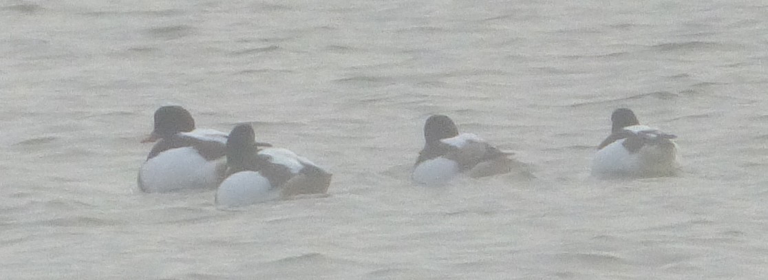 Common Shelduck - ML128201281