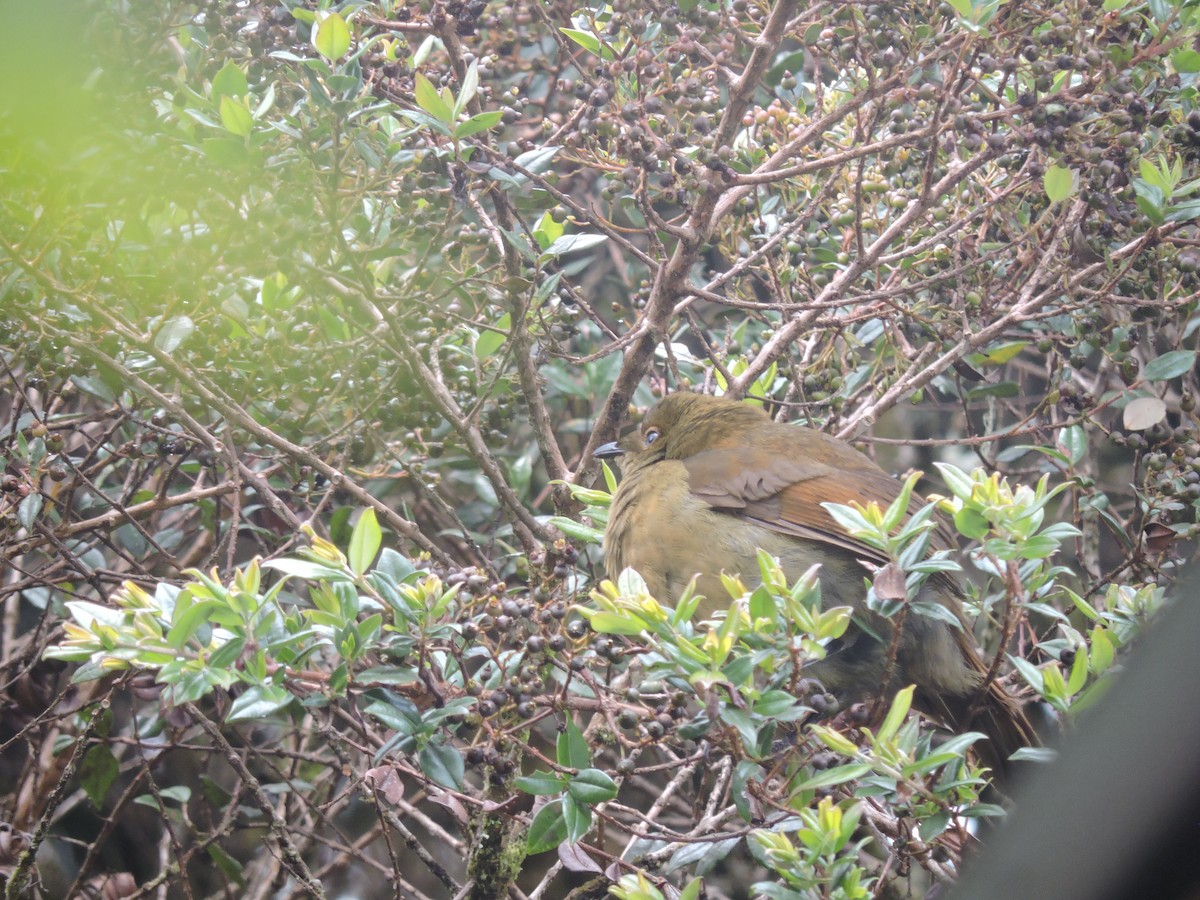 Crested Satinbird - ML128202711