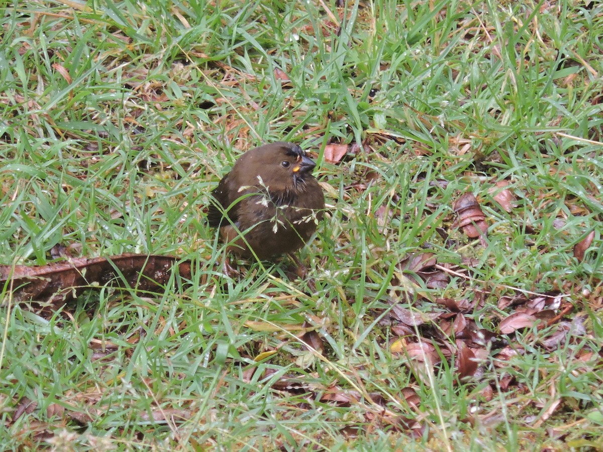 Mountain Firetail - ML128202861