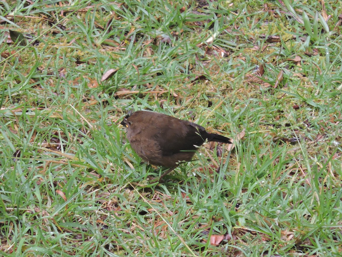 Mountain Firetail - ML128202871