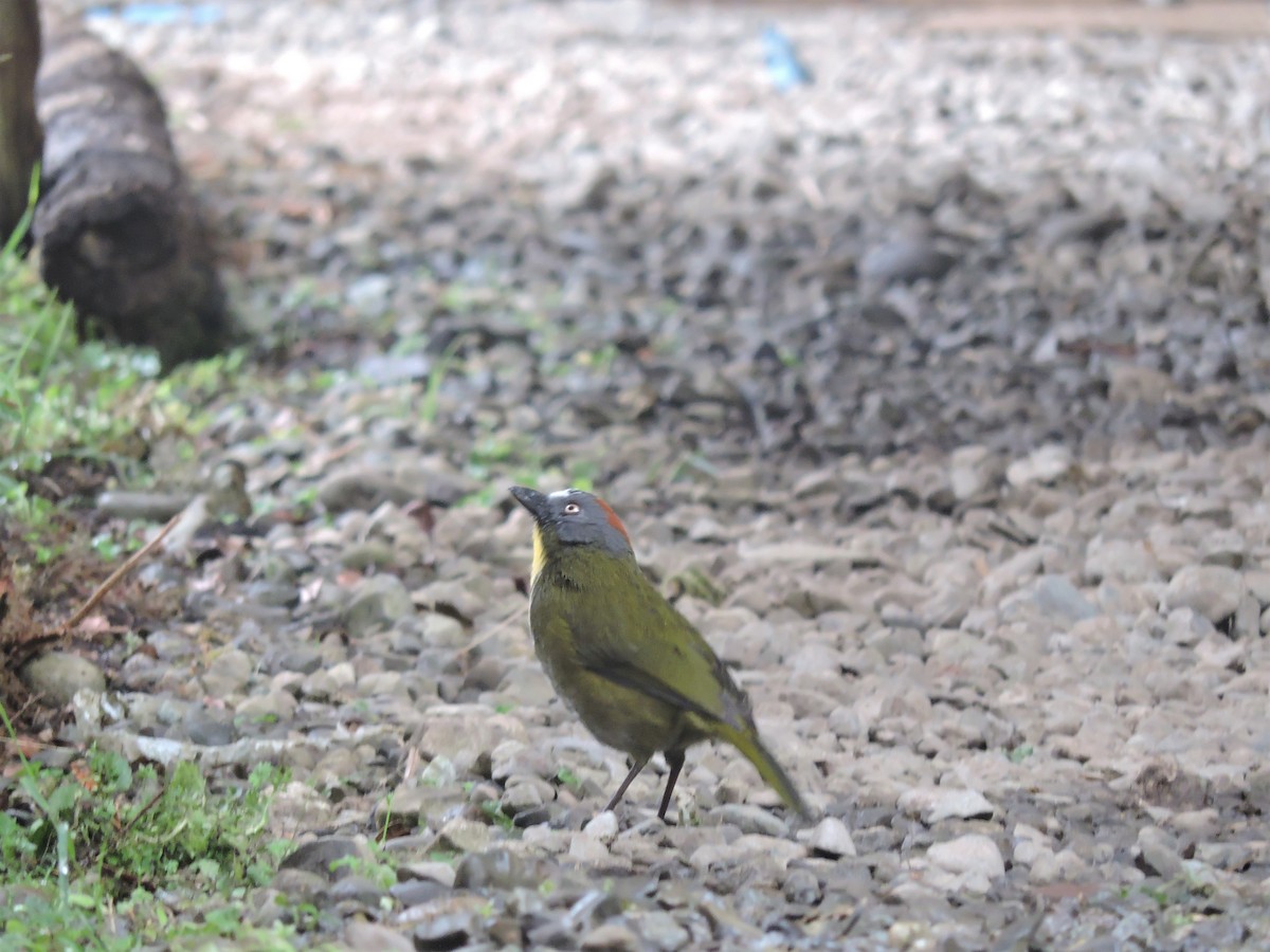 Rufous-naped Bellbird - ML128202951