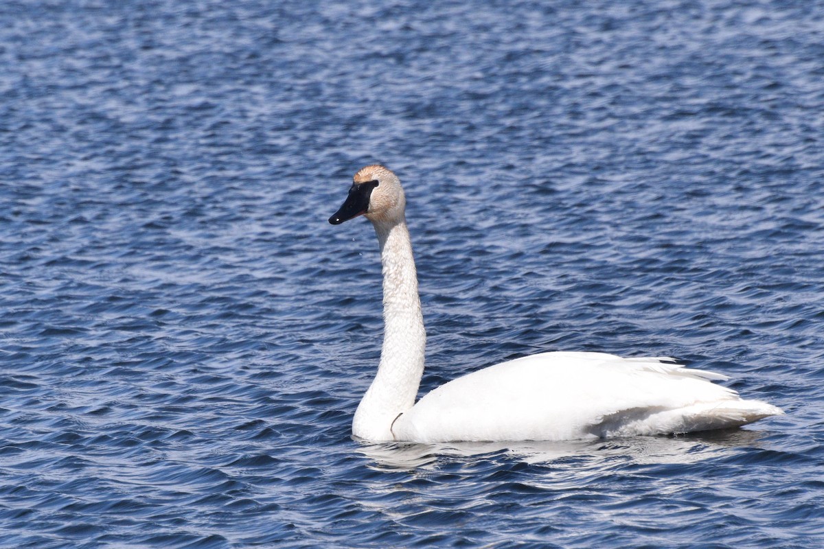 Trumpeter Swan - ML128203191