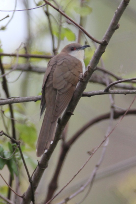 Black-billed Cuckoo - ML128203791