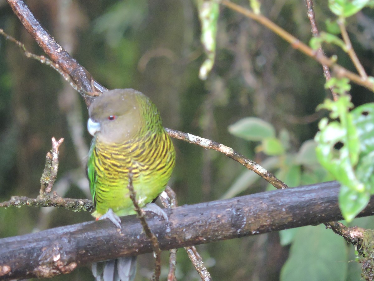 Brehm's Tiger-Parrot - ML128204081