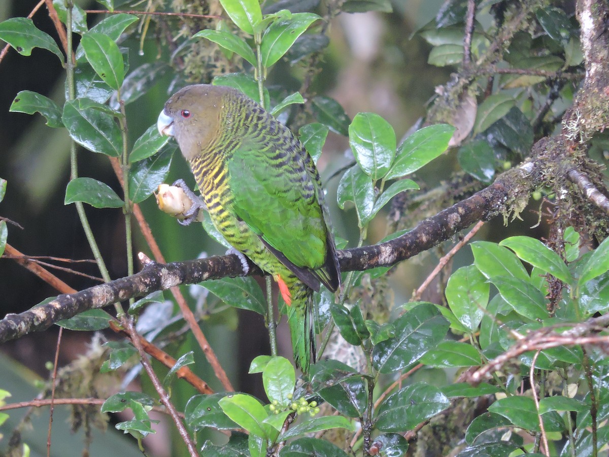 Brehm's Tiger-Parrot - ML128204091