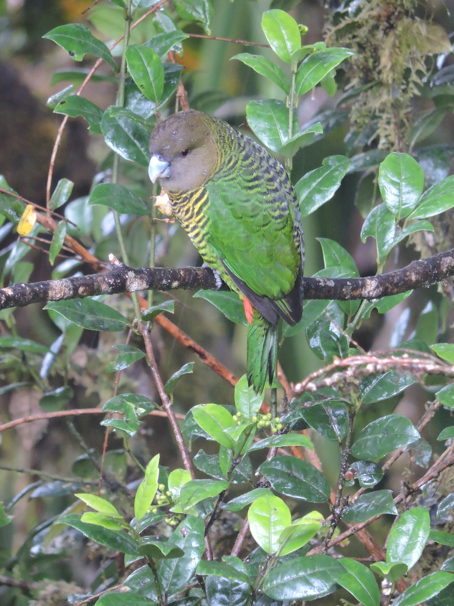 Brehm's Tiger-Parrot - ML128204161