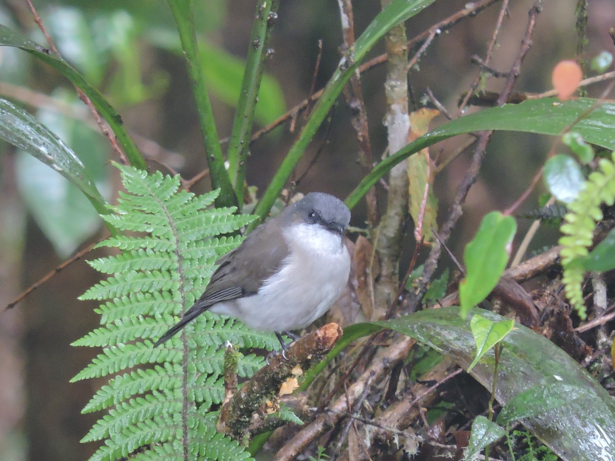 Brown-backed Whistler - ML128205211