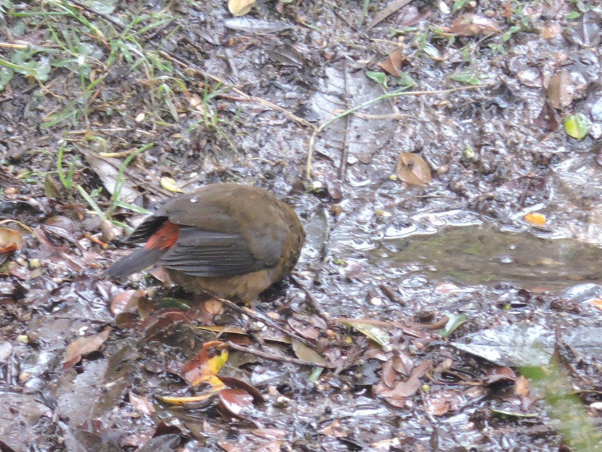 Mountain Firetail - Ricki Ravitts