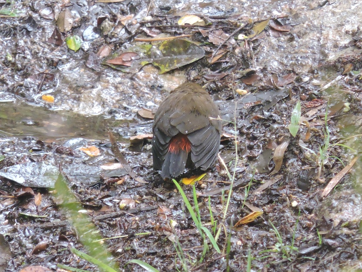 Mountain Firetail - Ricki Ravitts