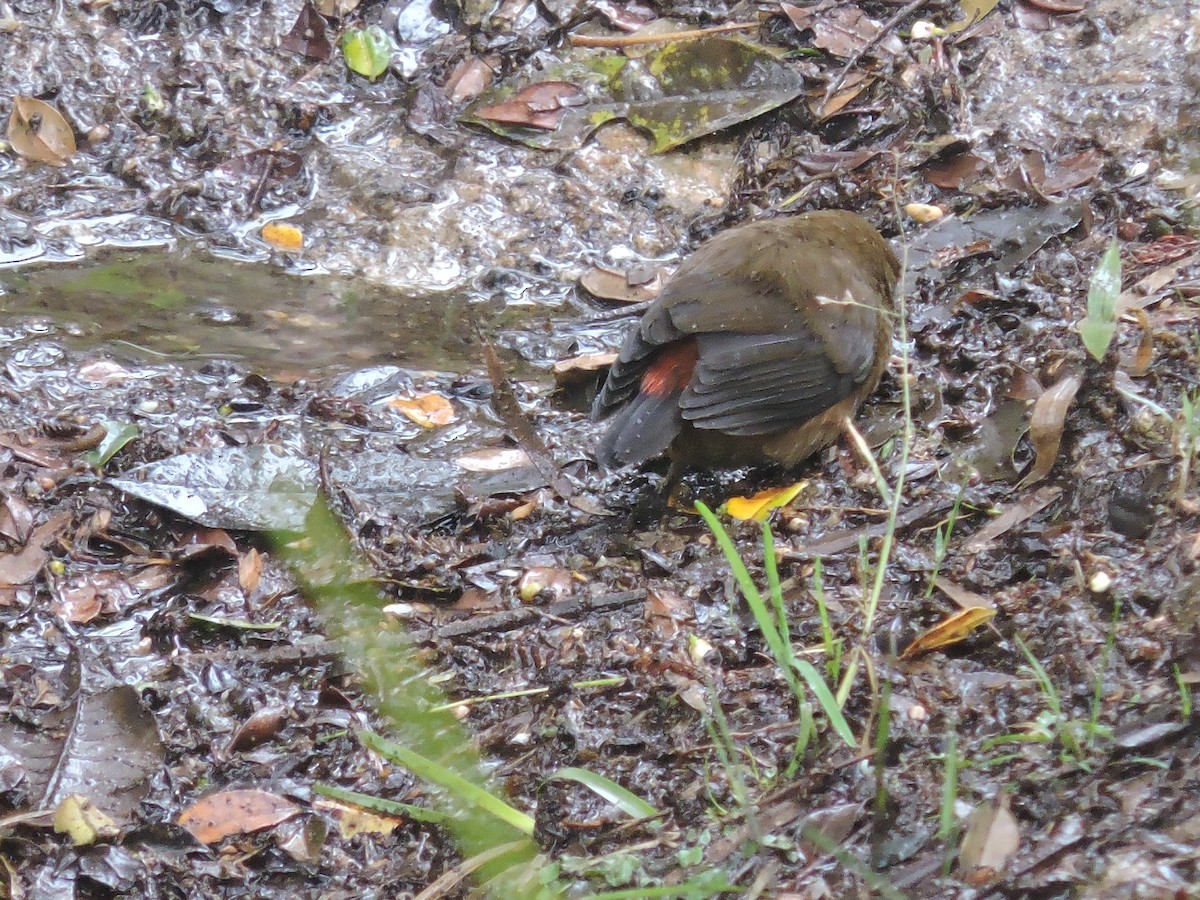 Mountain Firetail - ML128205371