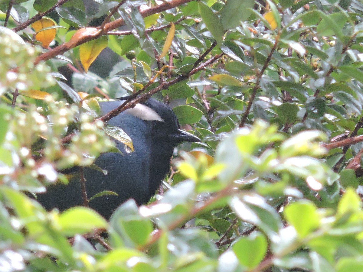 Eastern Crested Berrypecker - ML128205421