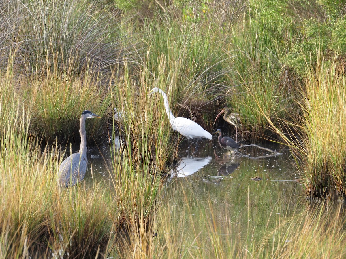 Tricolored Heron - ML128205571