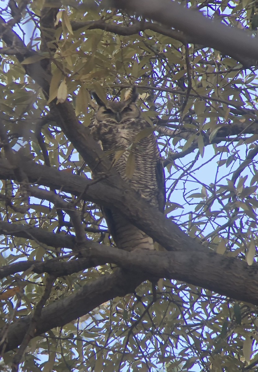 Great Horned Owl - ML128205631