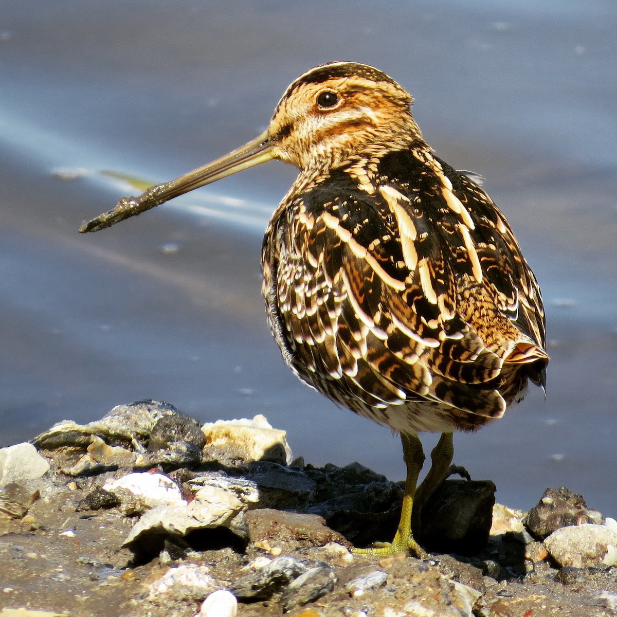 Wilson's Snipe - Holly Cox