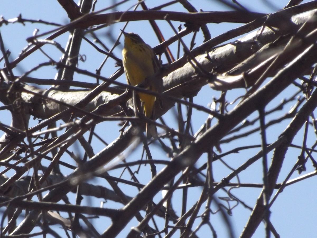 Palm Warbler (Yellow) - ML128206541
