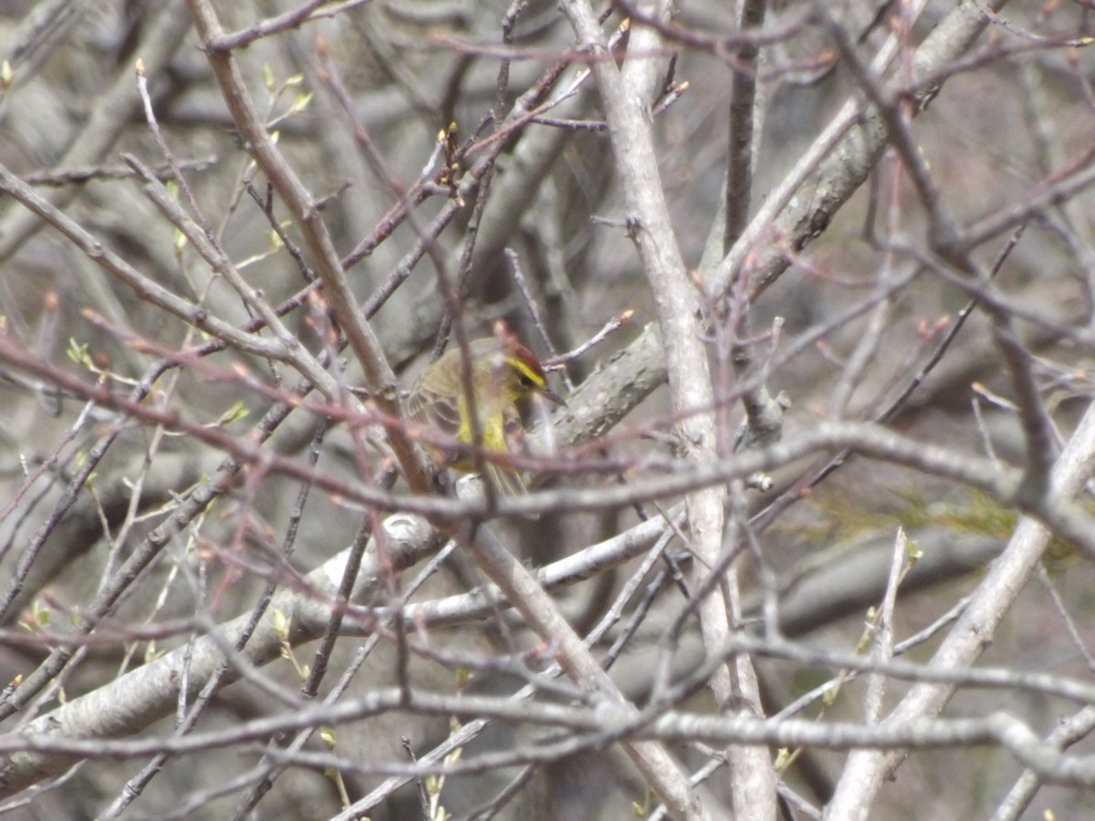 Palm Warbler (Yellow) - ML128206571