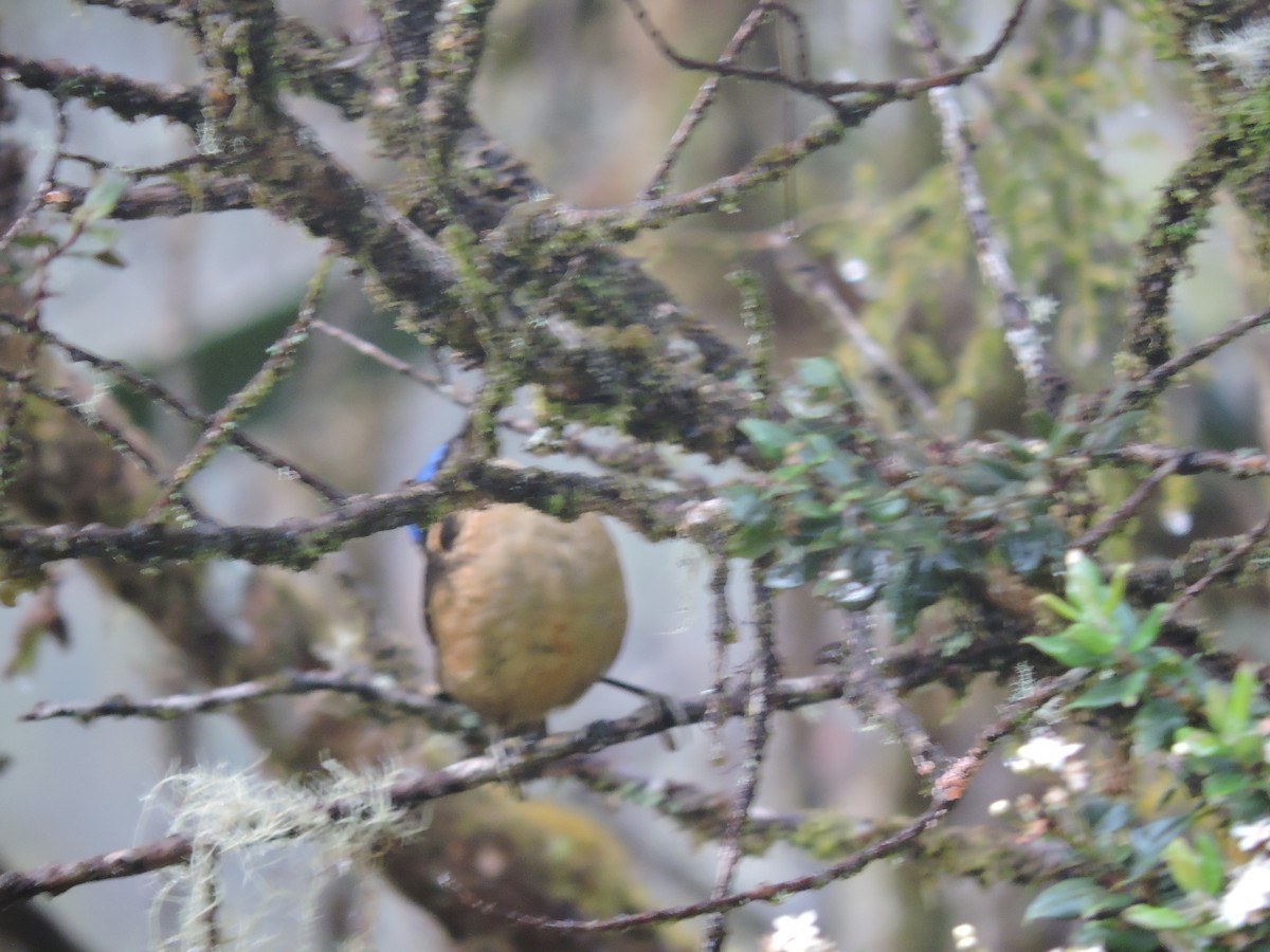 Blue-capped Ifrita - ML128206611