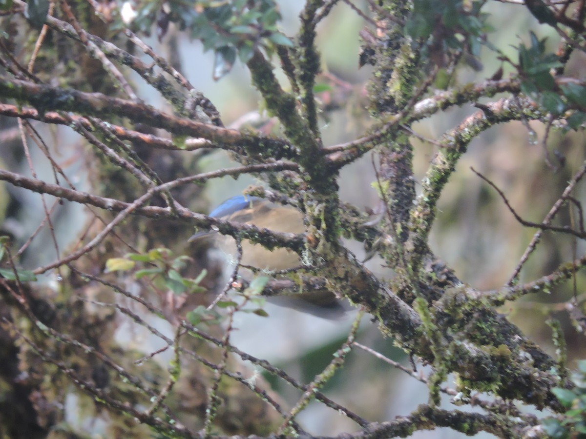 Blue-capped Ifrita - ML128206621