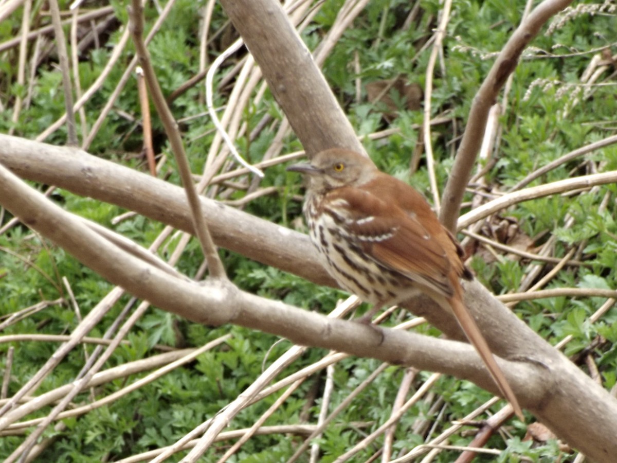Brown Thrasher - ML128206661