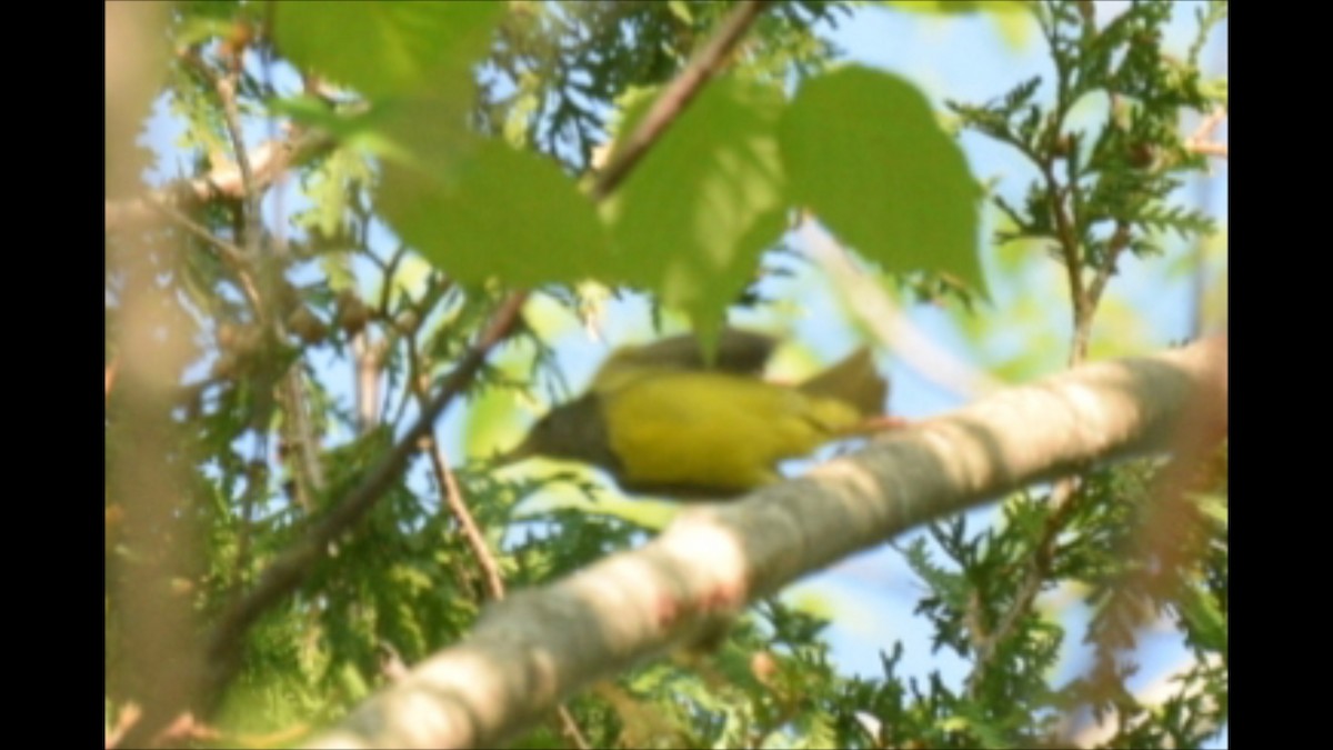 Mourning Warbler - Kiah R. Jasper